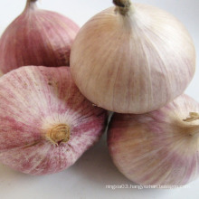 China fresh organic solo garlic hot sale